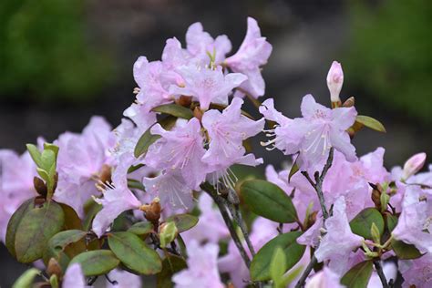 Rhododendron 'Windbeam'